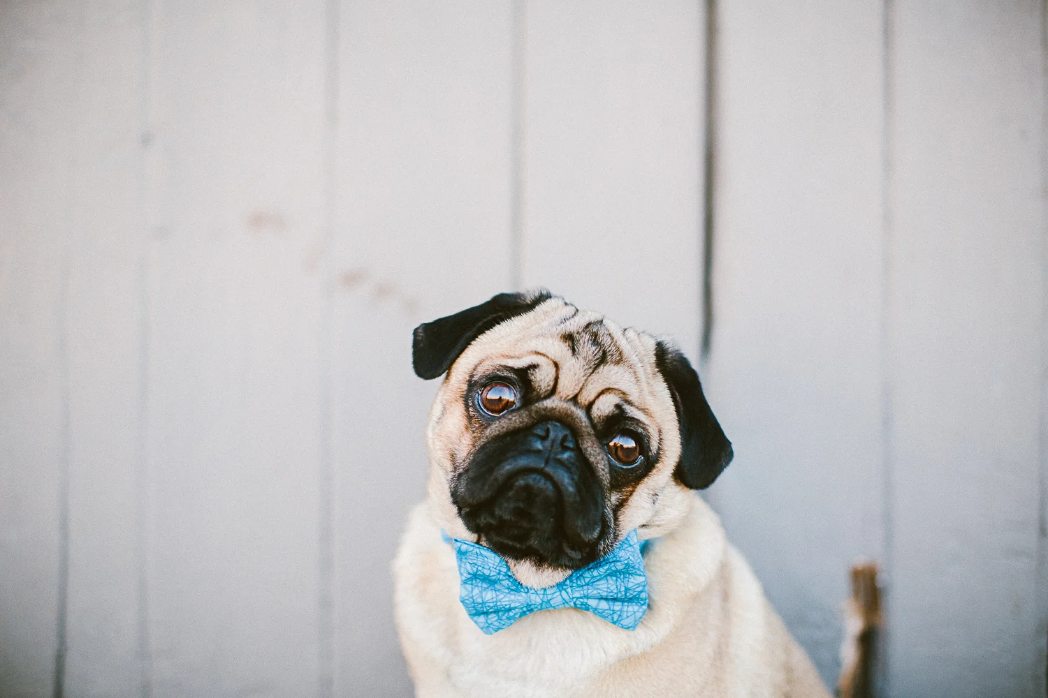 oh-jaffa-bow-ties-dog-collars-blue-sticks