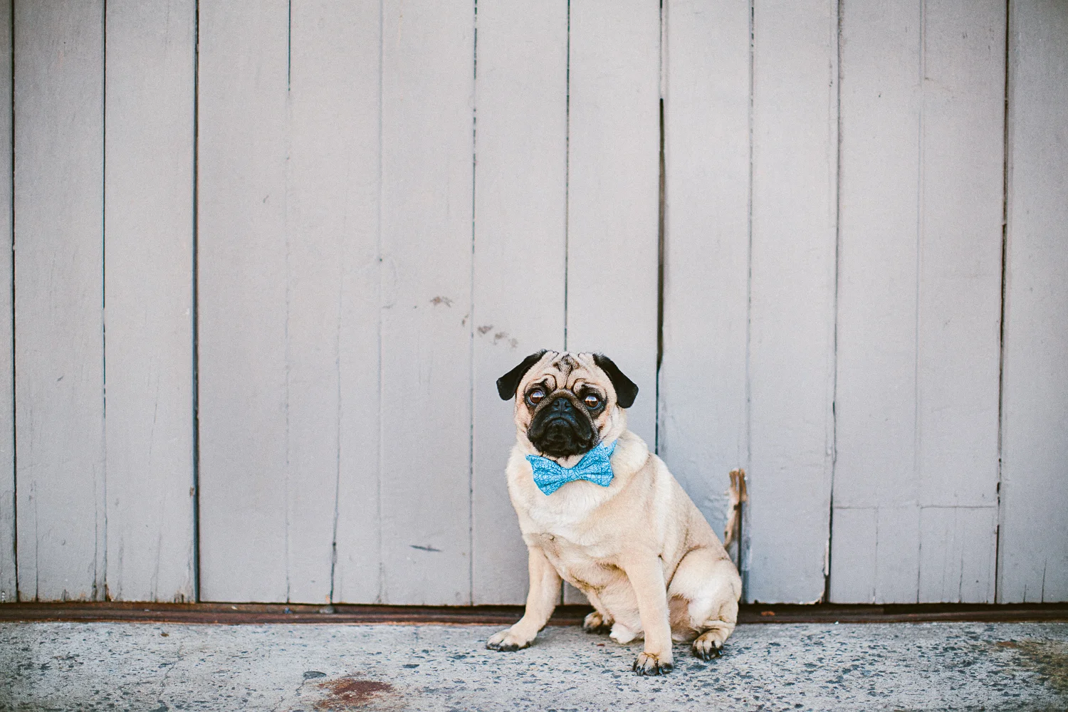 oh-jaffa-bow-ties-dog-collars-blue-sticks