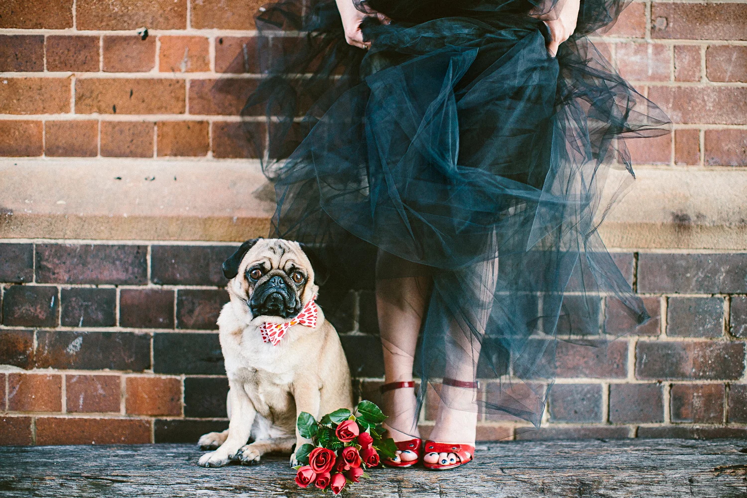 oh-jaffa-bow-ties-dog-collars-red-polka-dots