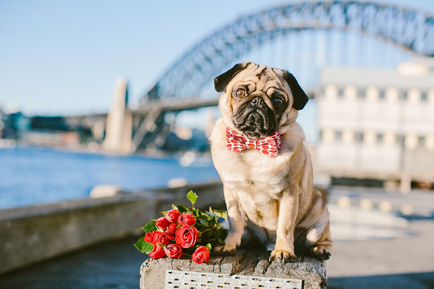 oh-jaffa-bow-ties-dog-collars-red-polka-dots