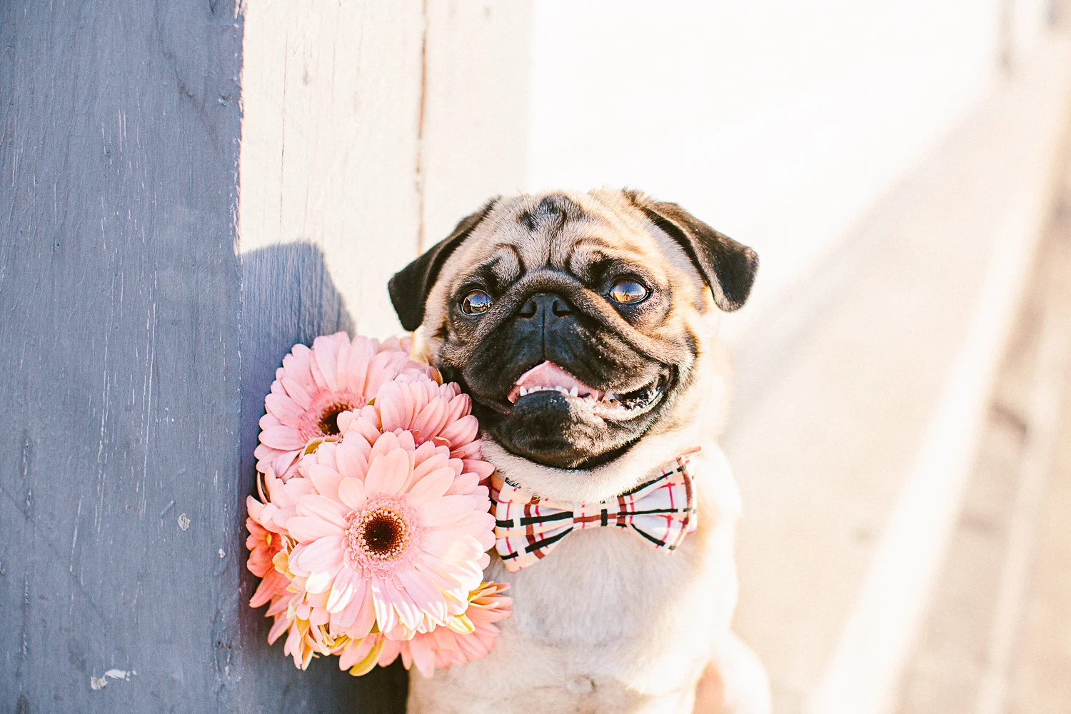 oh-jaffa-pug-bow-ties-dog-collars-design