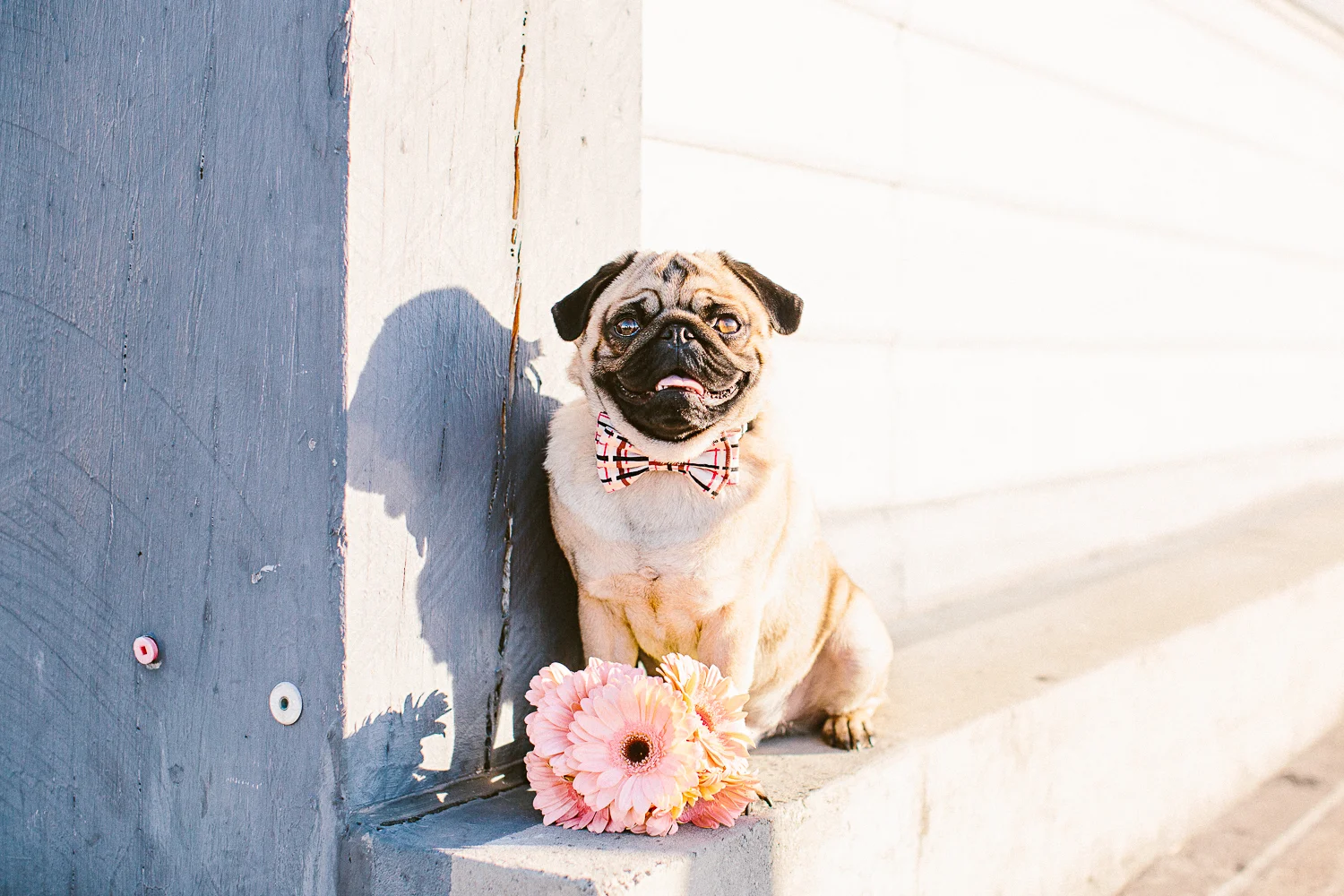 oh-jaffa-pug-bow-ties-dog-collars-design