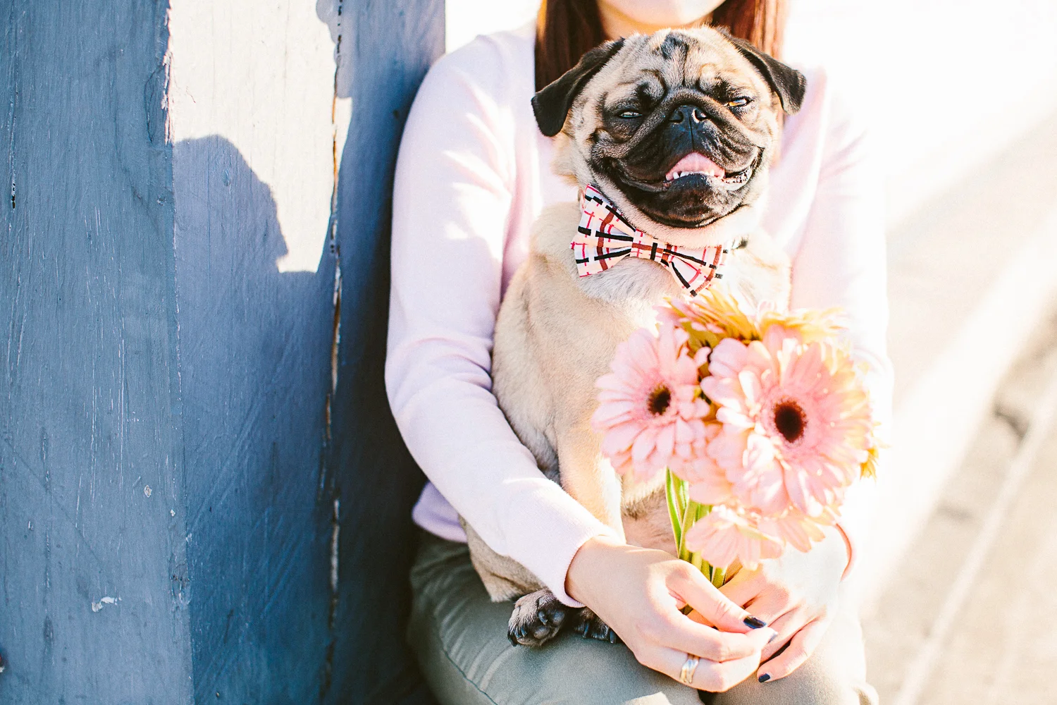 oh-jaffa-pug-bow-ties-dog-collars-design