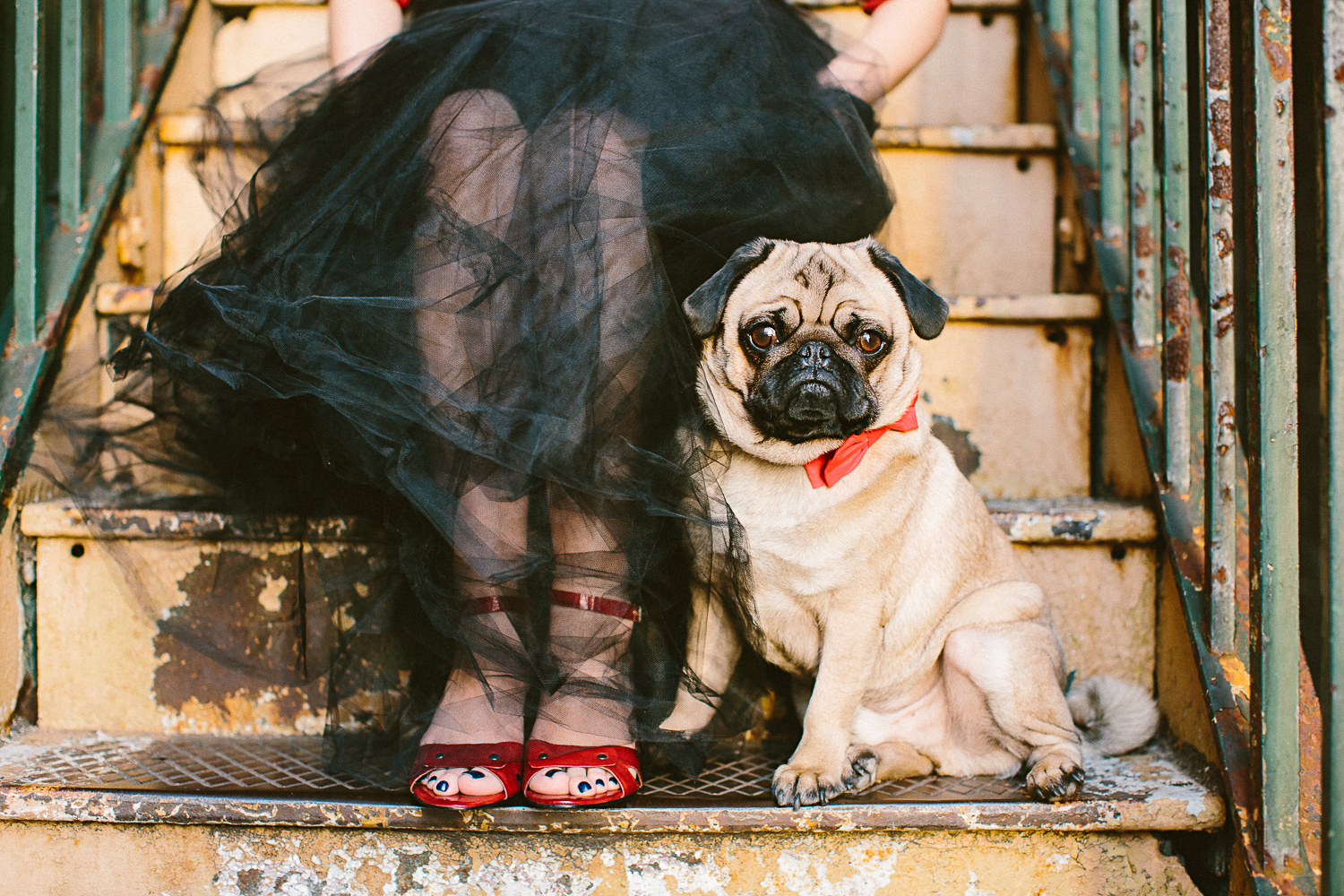 oh-jaffa-pug-bow-ties-dog-collars-design