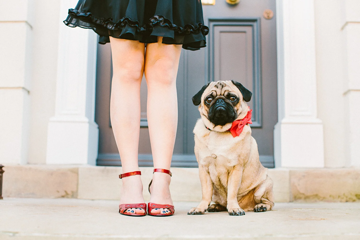 oh-jaffa-pug-bow-ties-dog-collars-design
