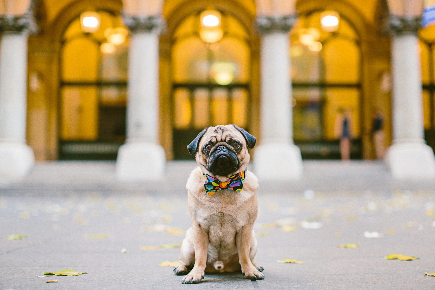 oh-jaffa-pug-bow-ties-dog-collars-design