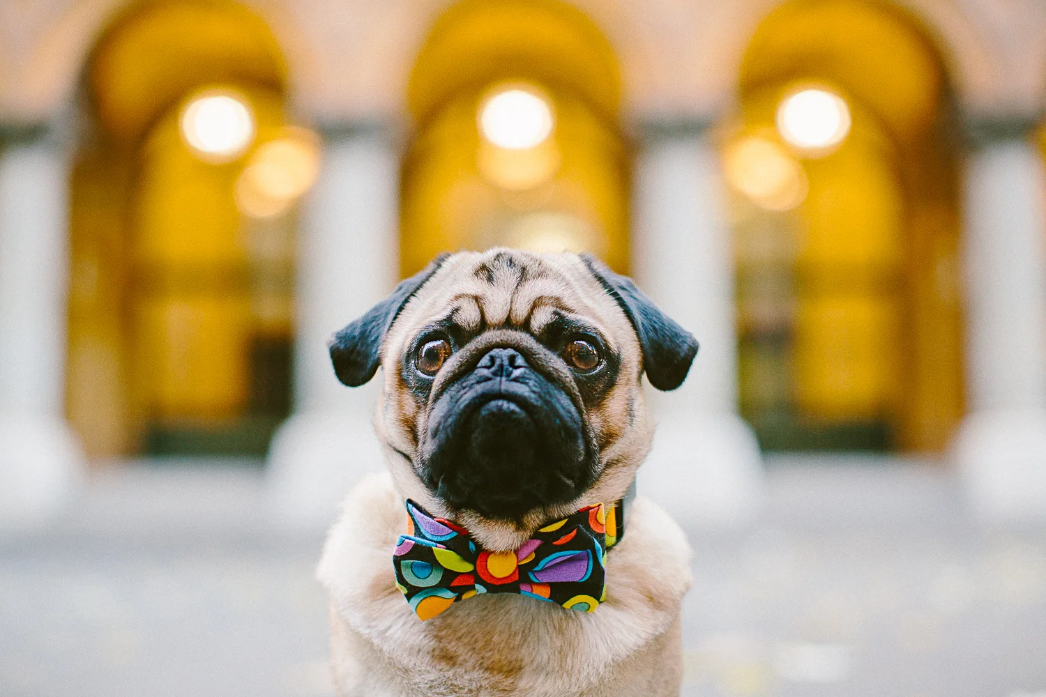 oh-jaffa-pug-bow-ties-dog-collars-design