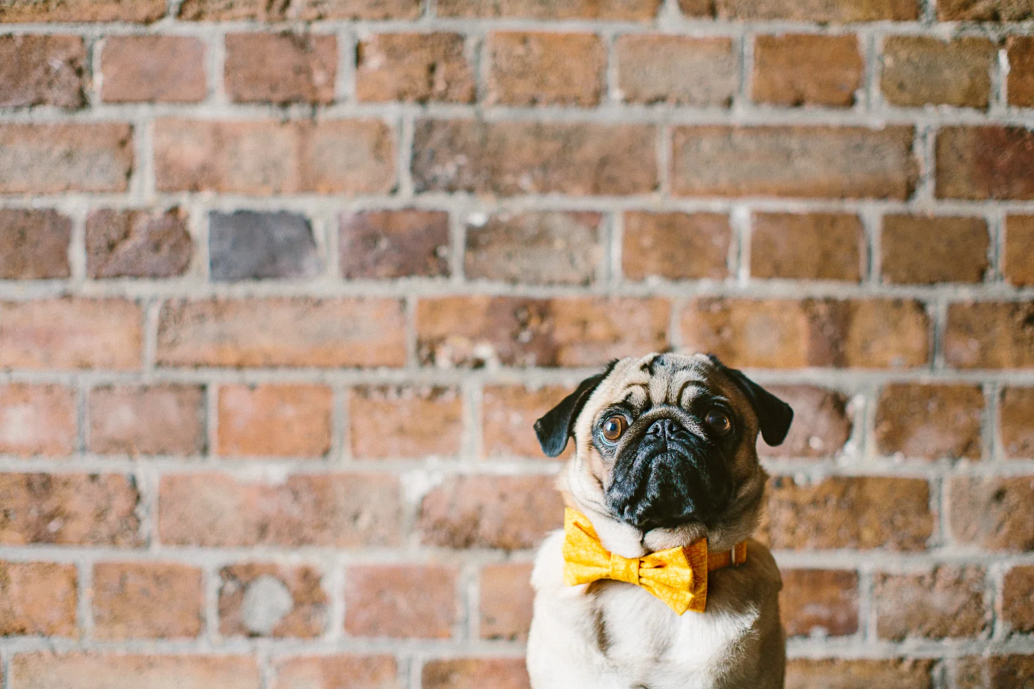 oh-jaffa-pug-bow-ties-dog-collars-design