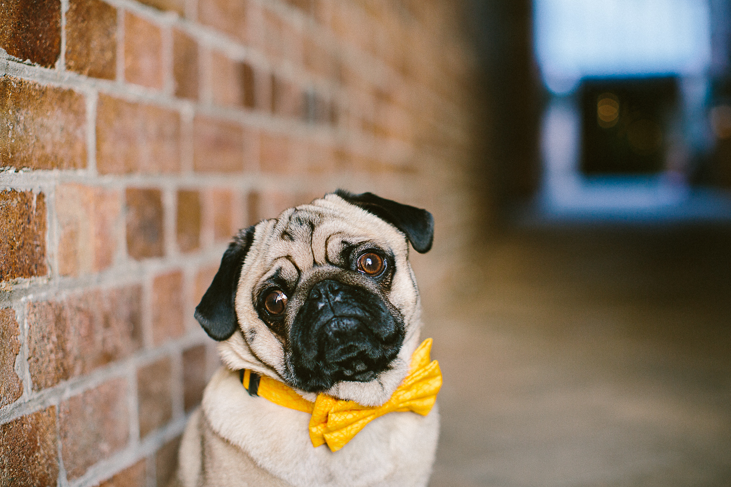 oh-jaffa-pug-bow-ties-dog-collars-design