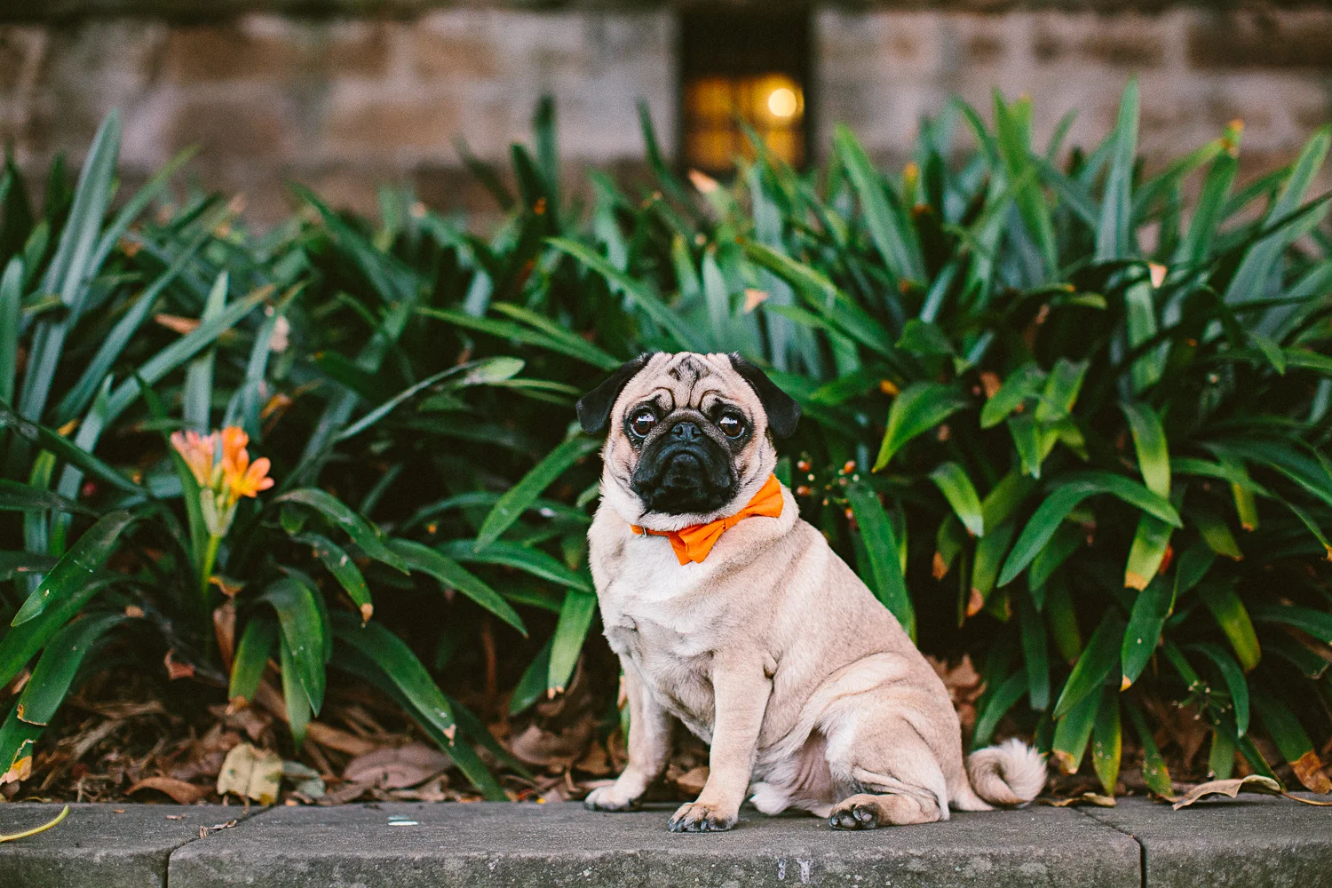 oh-jaffa-pug-bow-ties-dog-collars-design