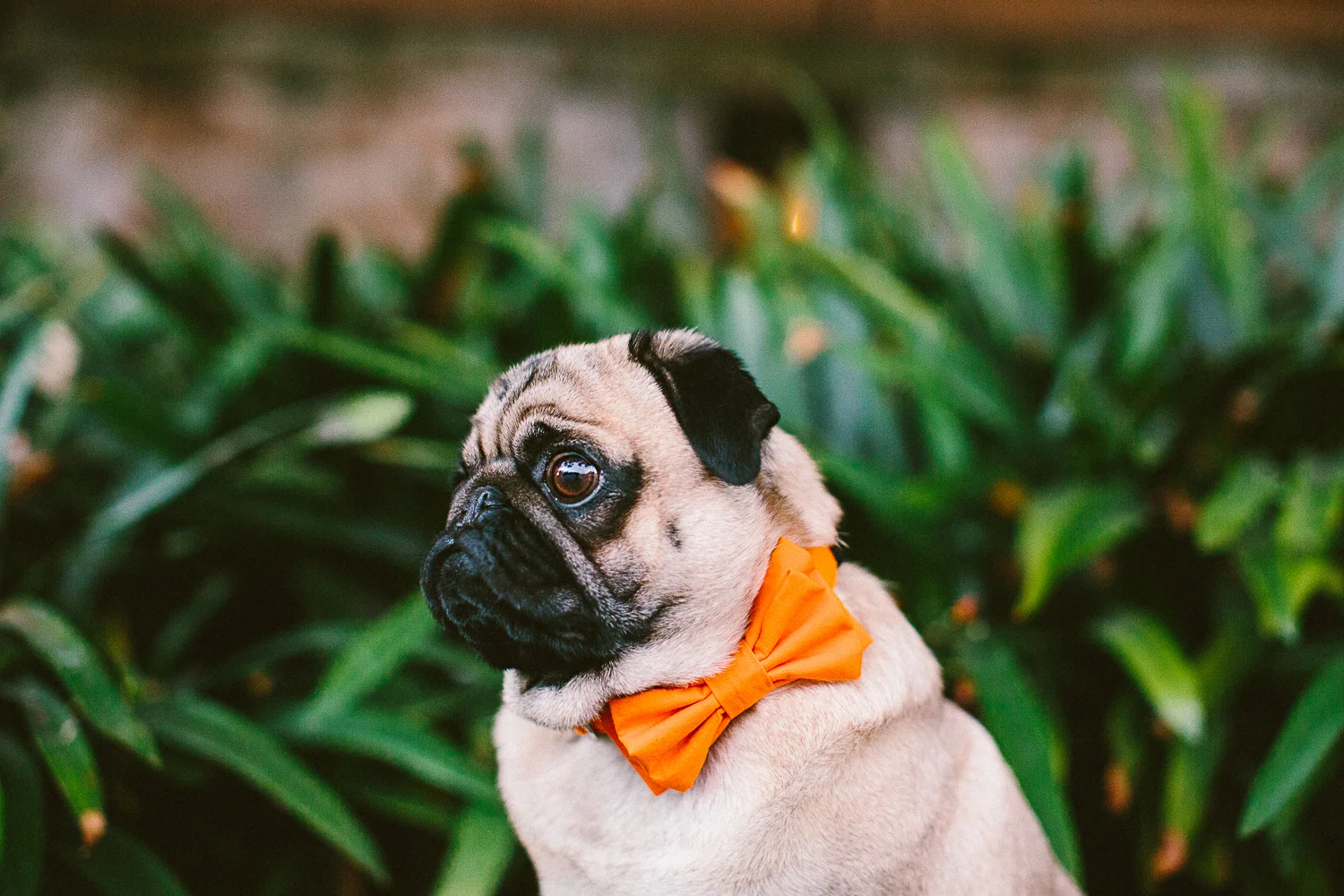 oh-jaffa-pug-bow-ties-dog-collars-design