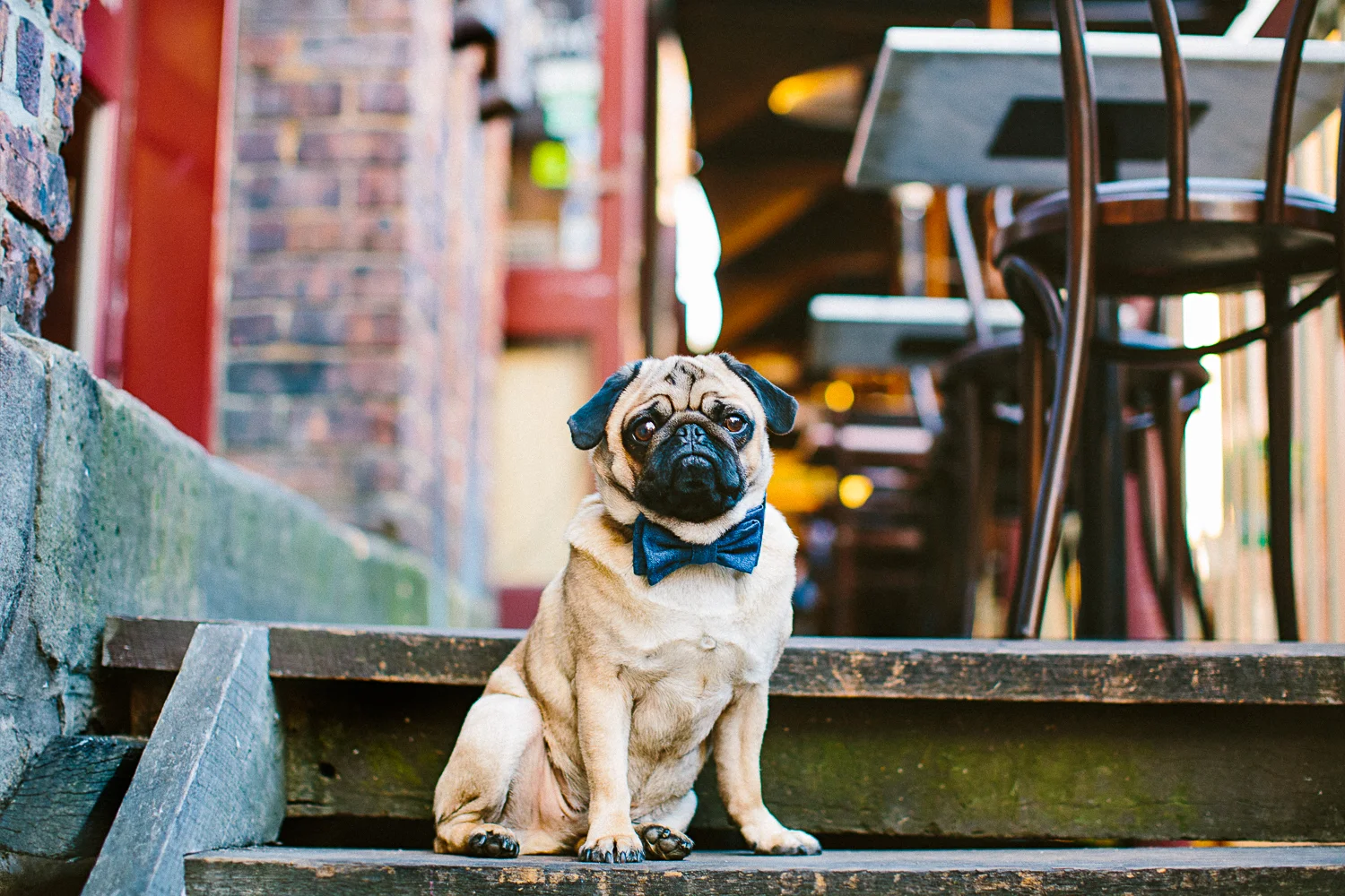 oh-jaffa-pug-bow-ties-dog-collars-design
