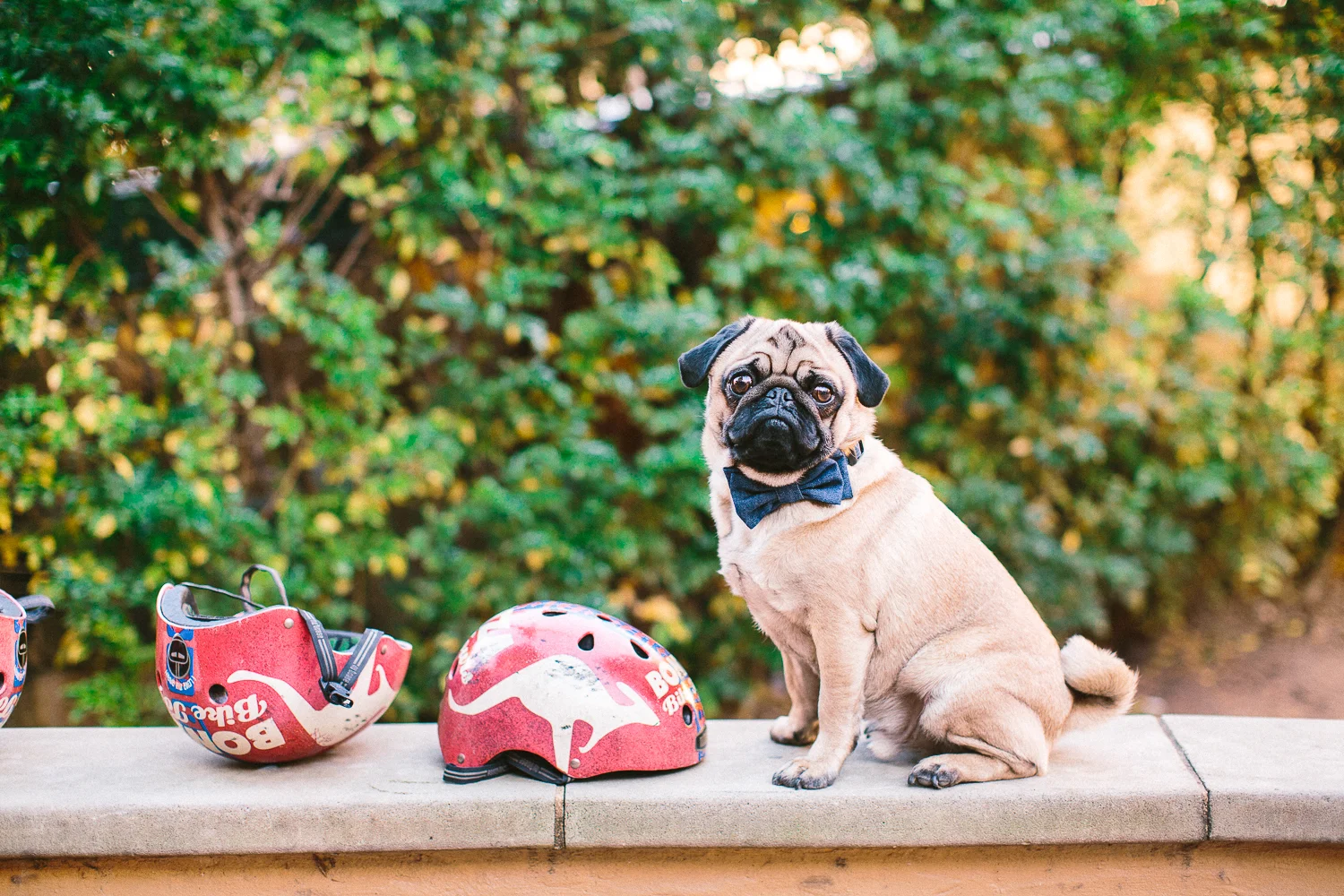 oh-jaffa-pug-bow-ties-dog-collars-design