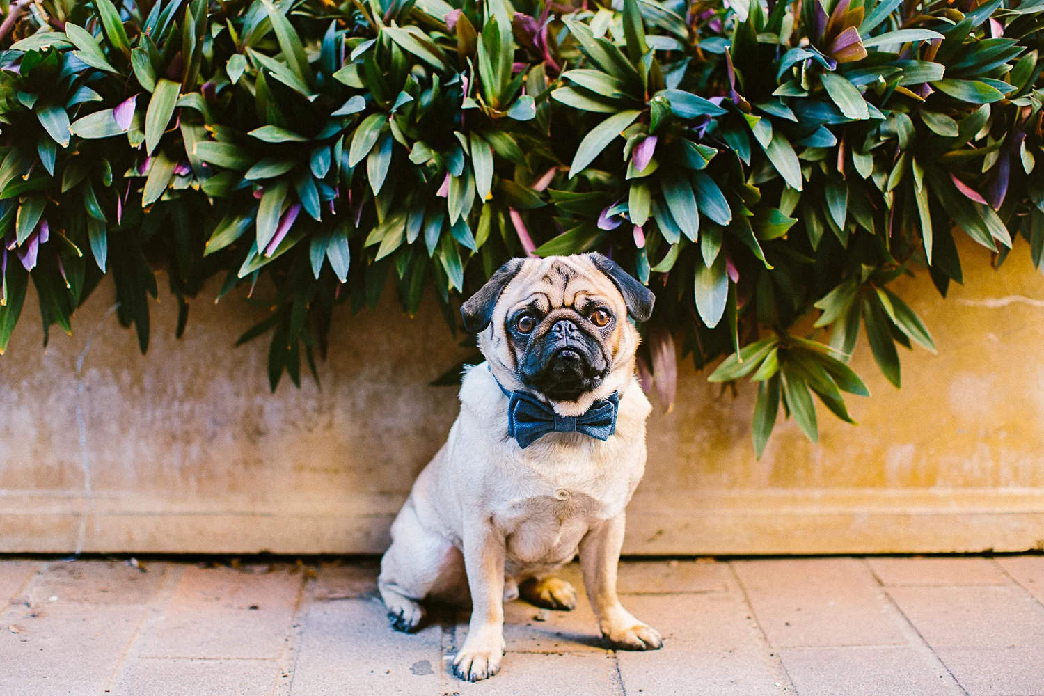 oh-jaffa-pug-bow-ties-dog-collars-design