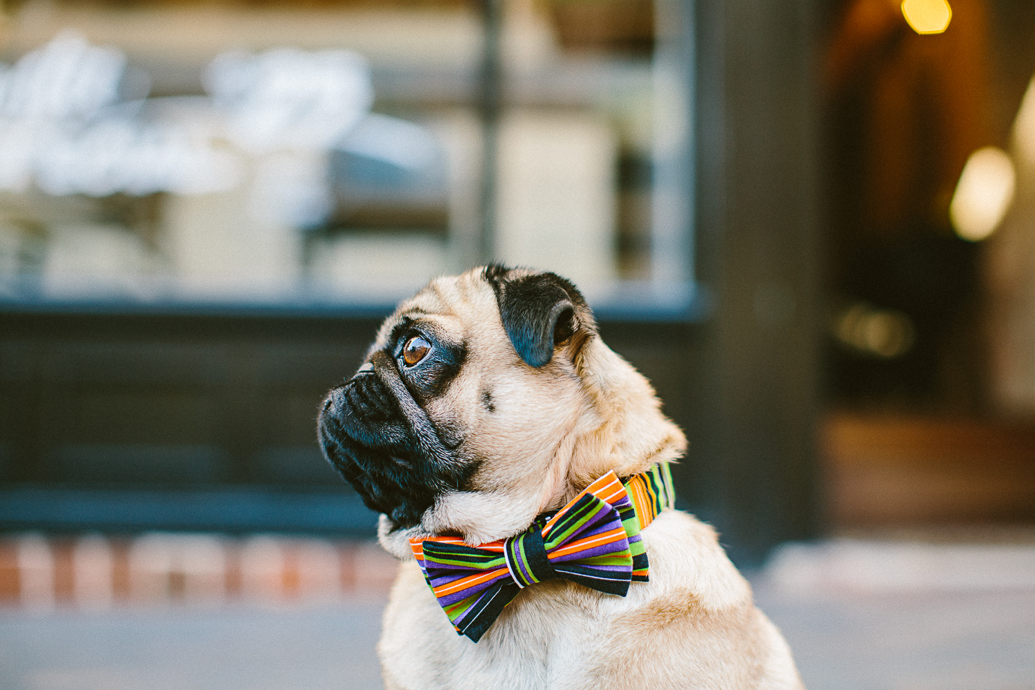 oh-jaffa-pug-bow-ties-dog-collars-design