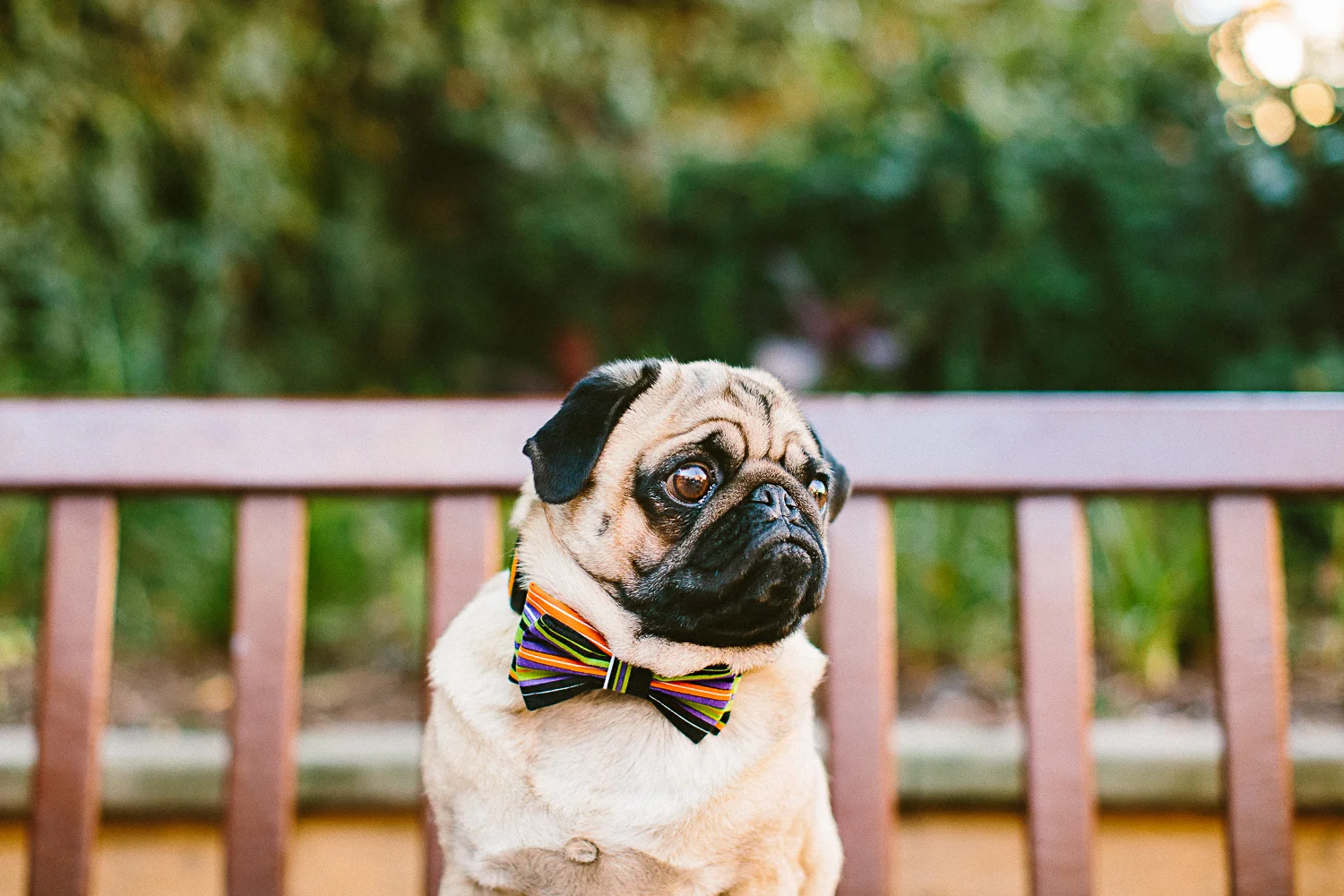 oh-jaffa-pug-bow-ties-dog-collars-design