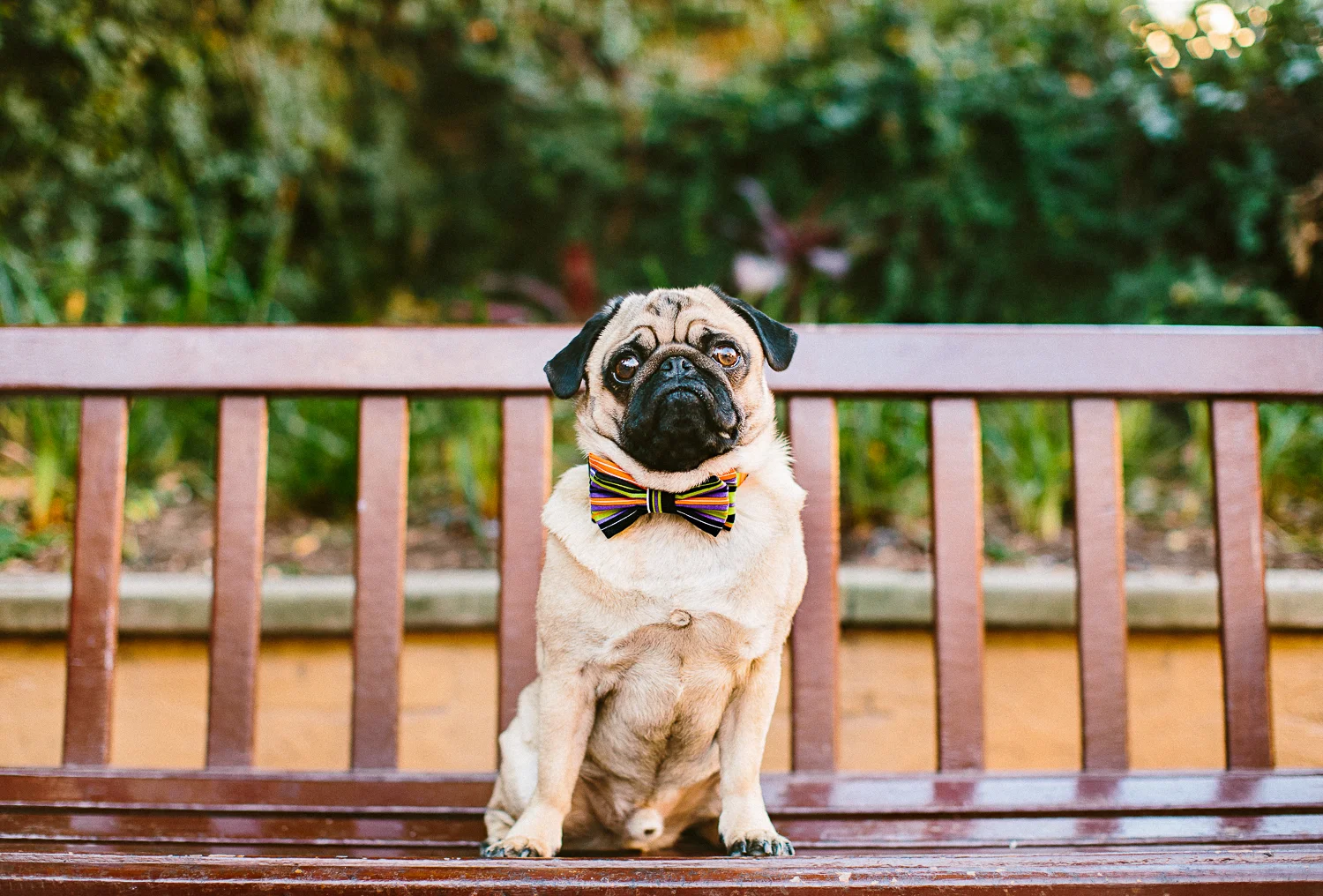 oh-jaffa-pug-bow-ties-dog-collars-design