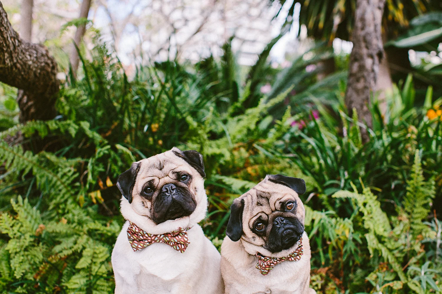 oh-jaffa-pug-bow-ties-dog-collars-design