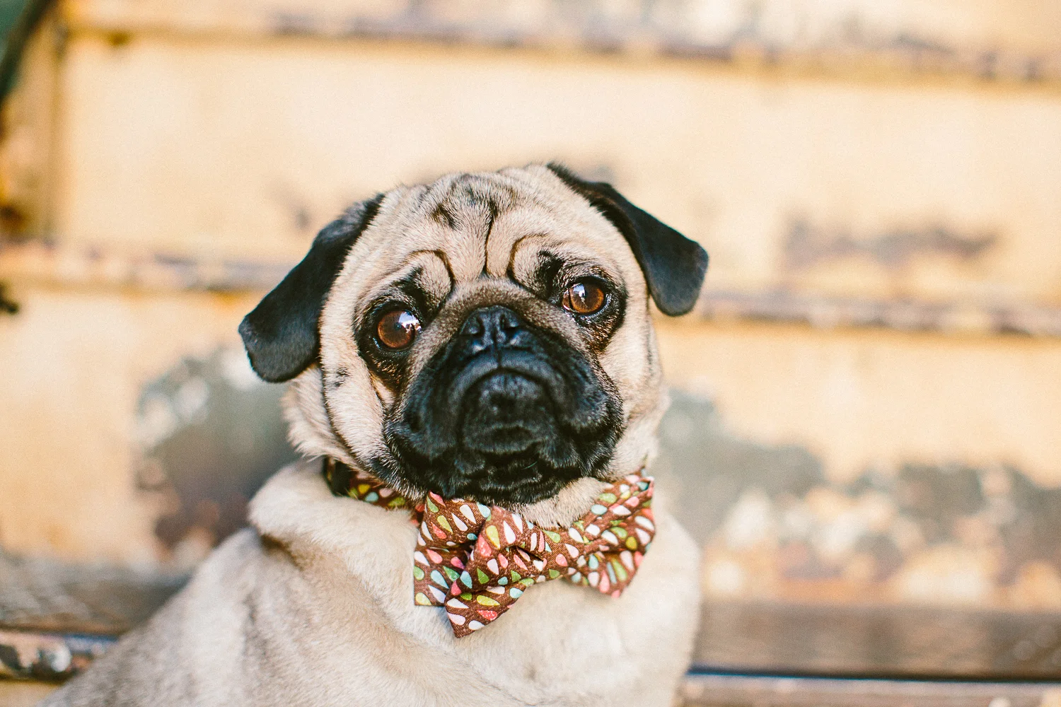 oh-jaffa-pug-bow-ties-dog-collars-design