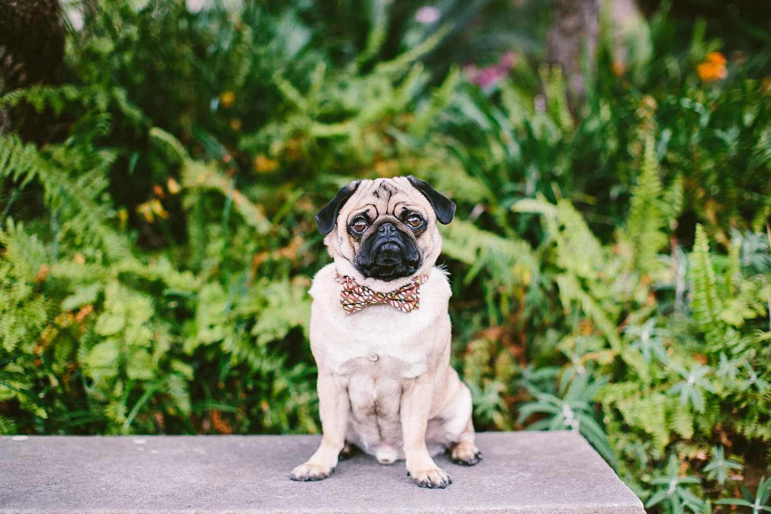 oh-jaffa-pug-bow-ties-dog-collars-design