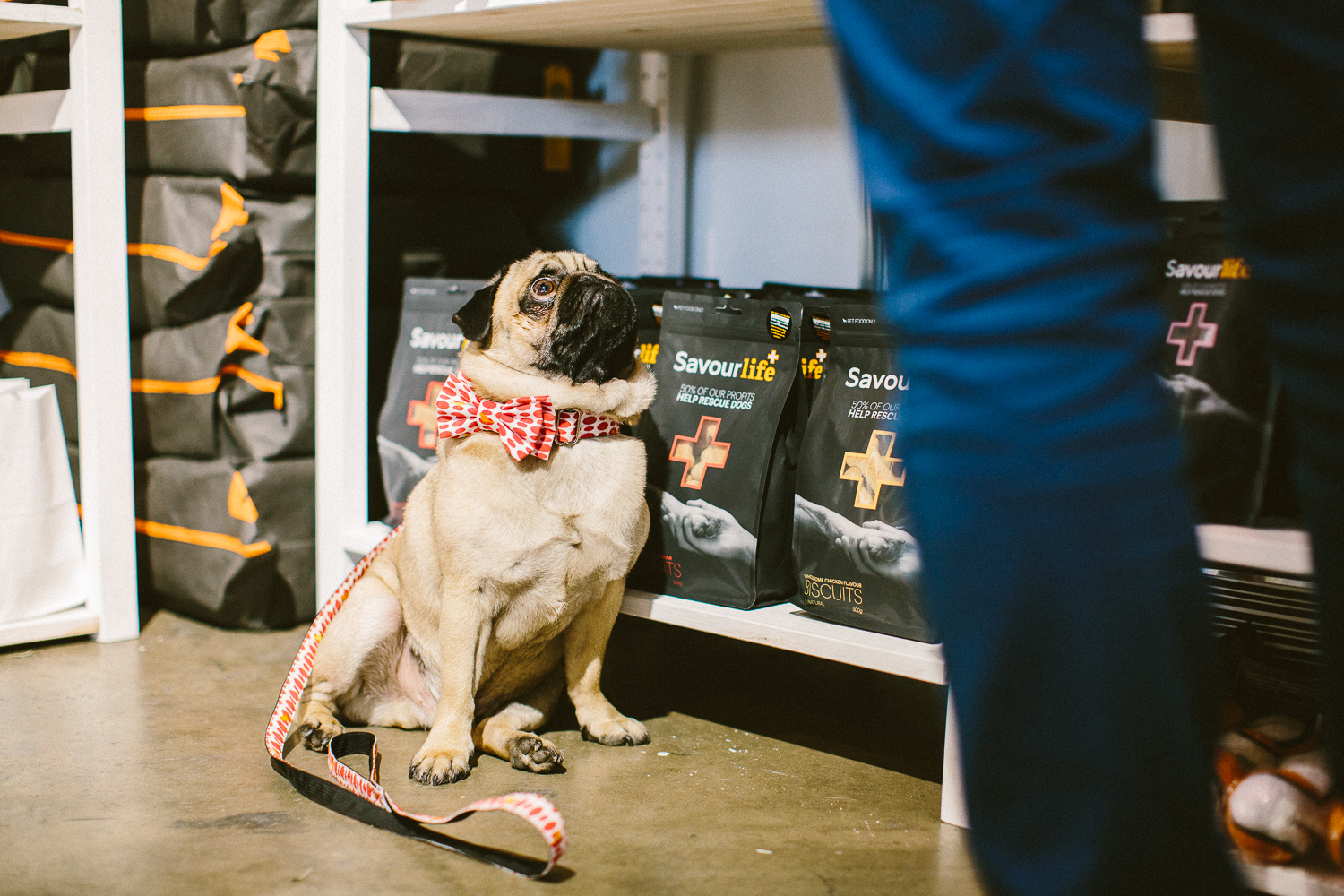 twoguineapigs_pet_photography_oh_jaffa_bow_ties_pug_dog_lovers_show_1500-20.jpg