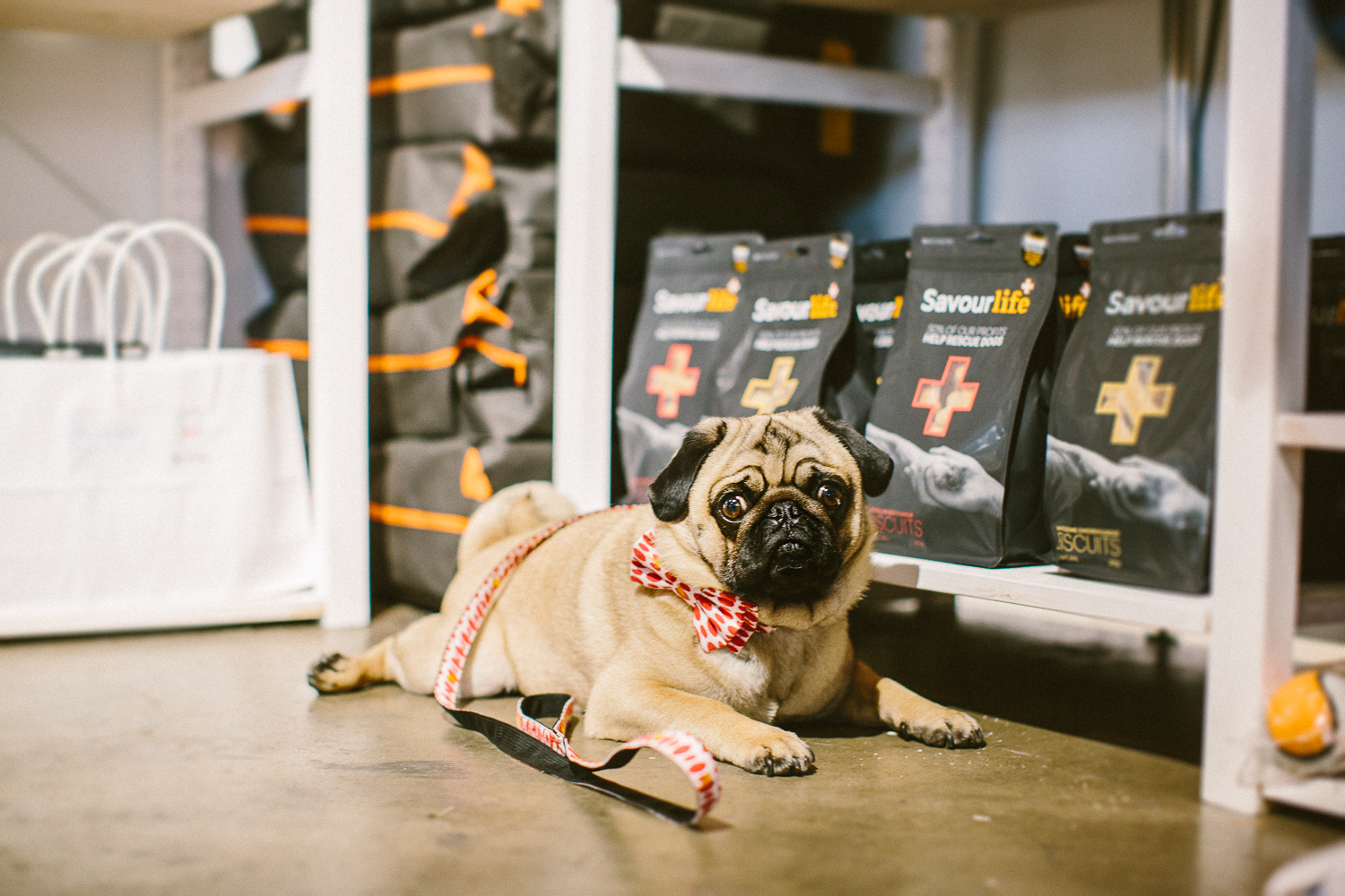 twoguineapigs_pet_photography_oh_jaffa_bow_ties_pug_dog_lovers_show_1500-21.jpg