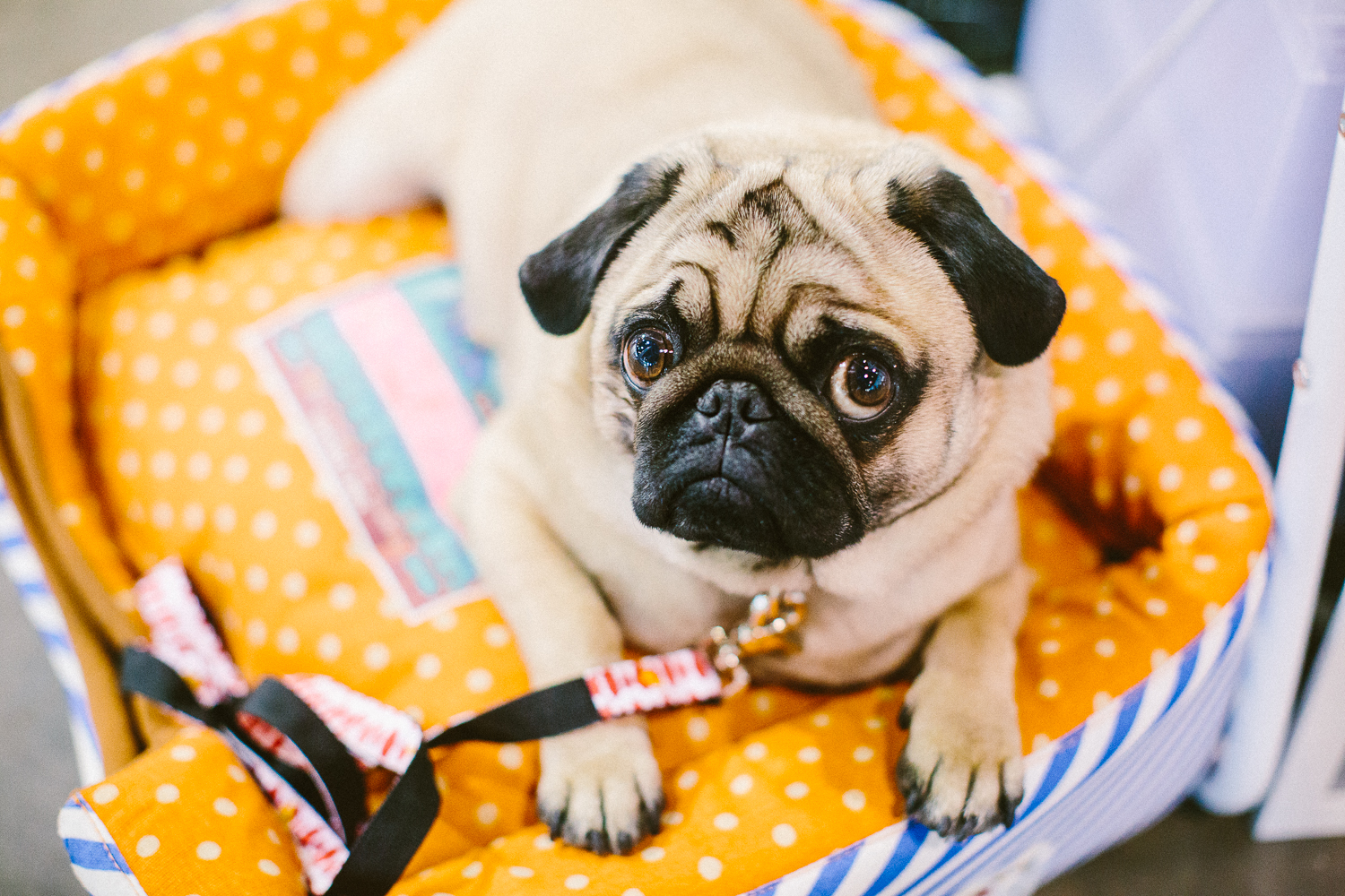 twoguineapigs_pet_photography_oh_jaffa_bow_ties_pug_dog_lovers_show_1500-27.jpg