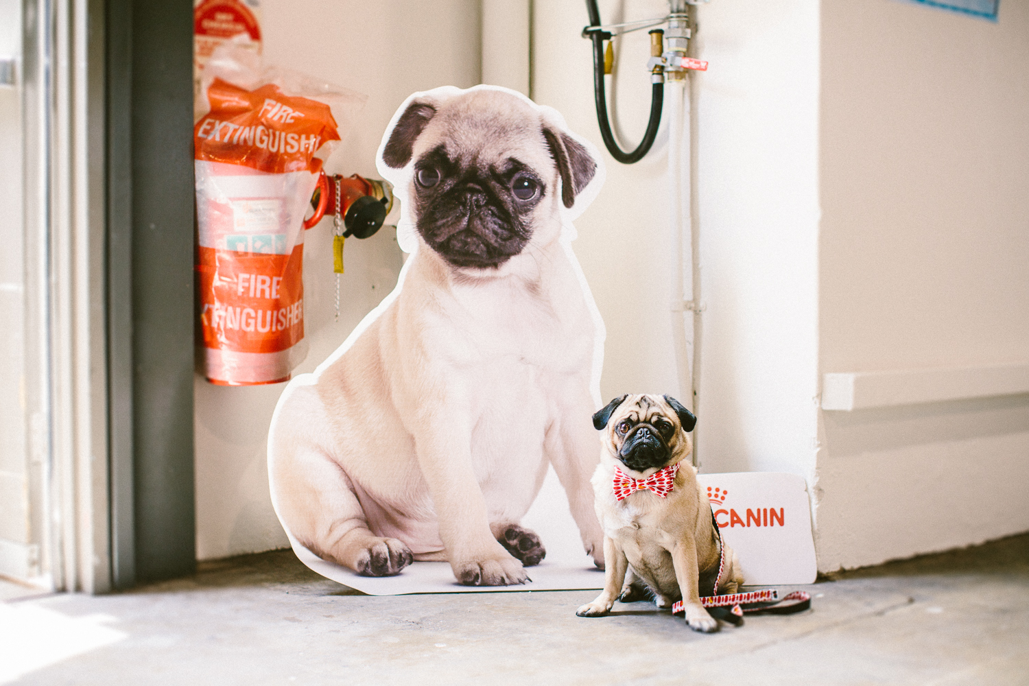 twoguineapigs_pet_photography_oh_jaffa_bow_ties_pug_dog_lovers_show_1500-33.jpg