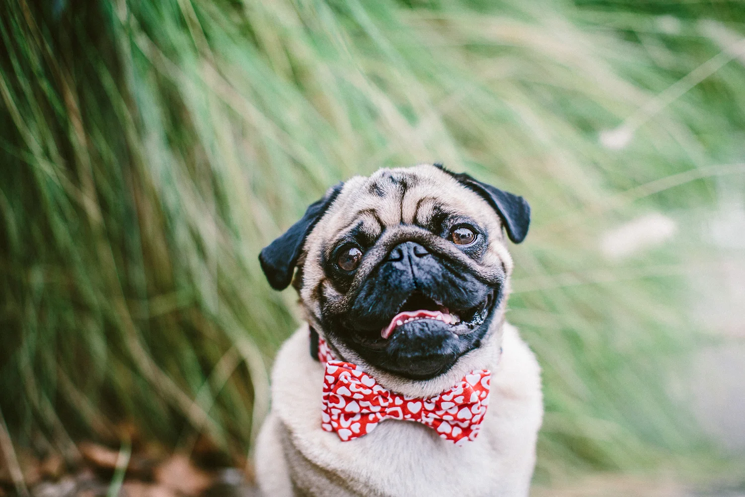oh-jaffa-pug-bow-ties-dog-collars-design