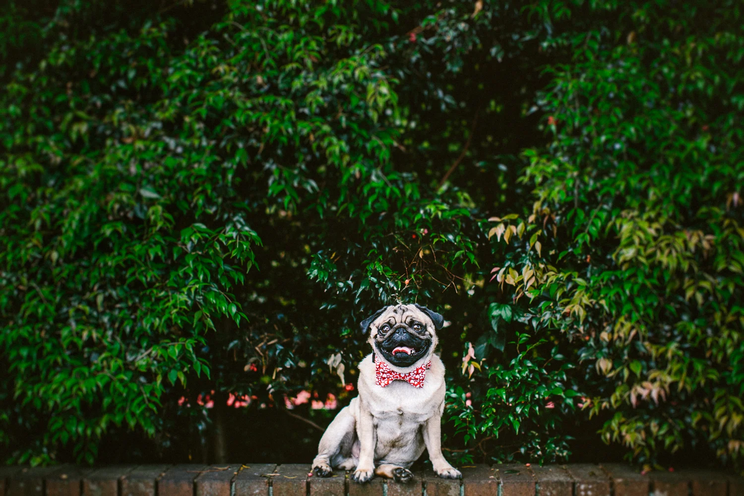 oh-jaffa-pug-bow-ties-dog-collars-design