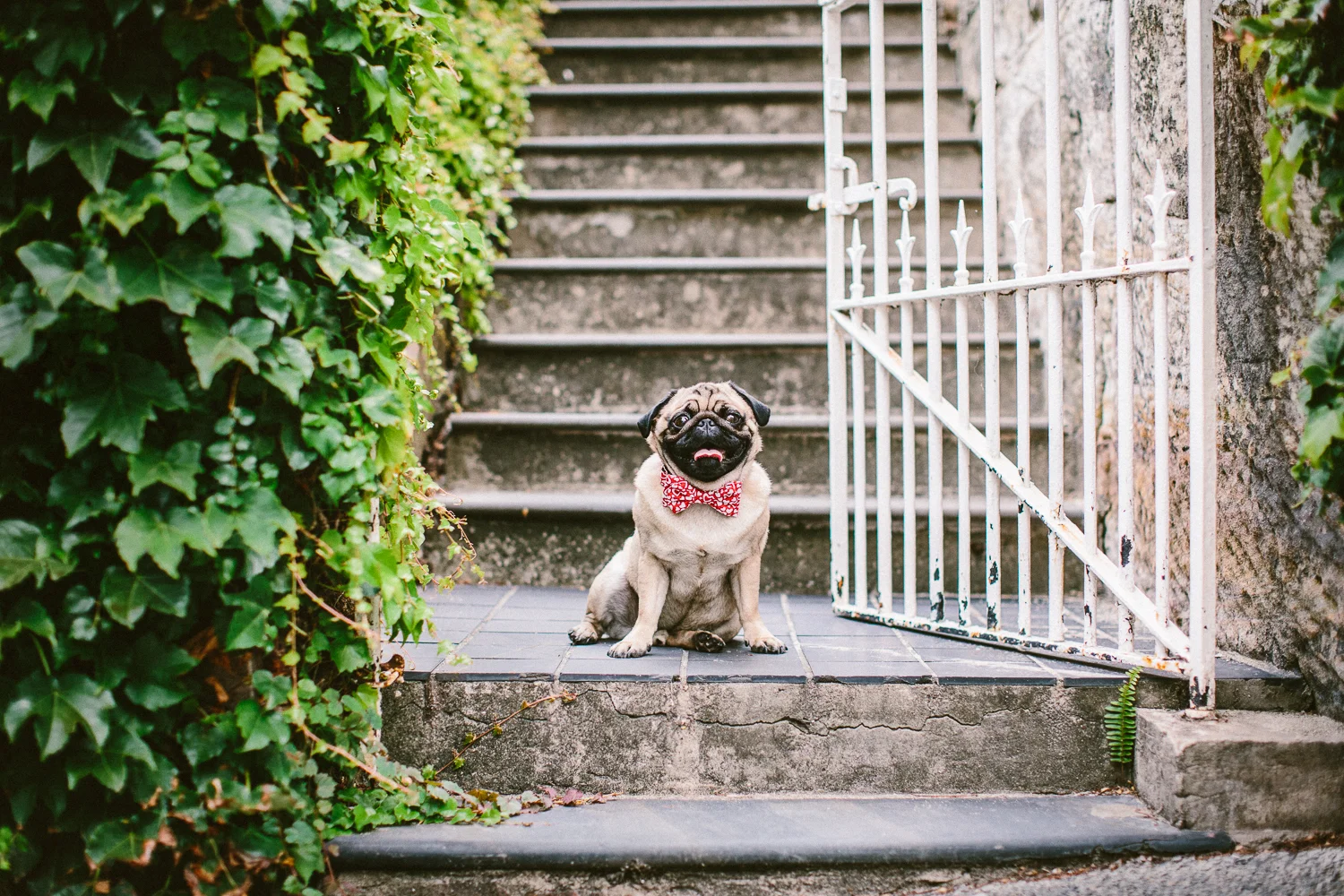 oh-jaffa-pug-bow-ties-dog-collars-design