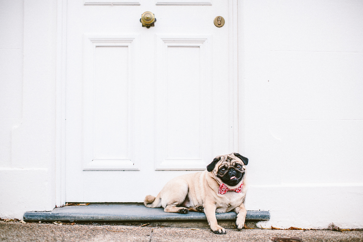 oh-jaffa-pug-bow-ties-dog-collars-design
