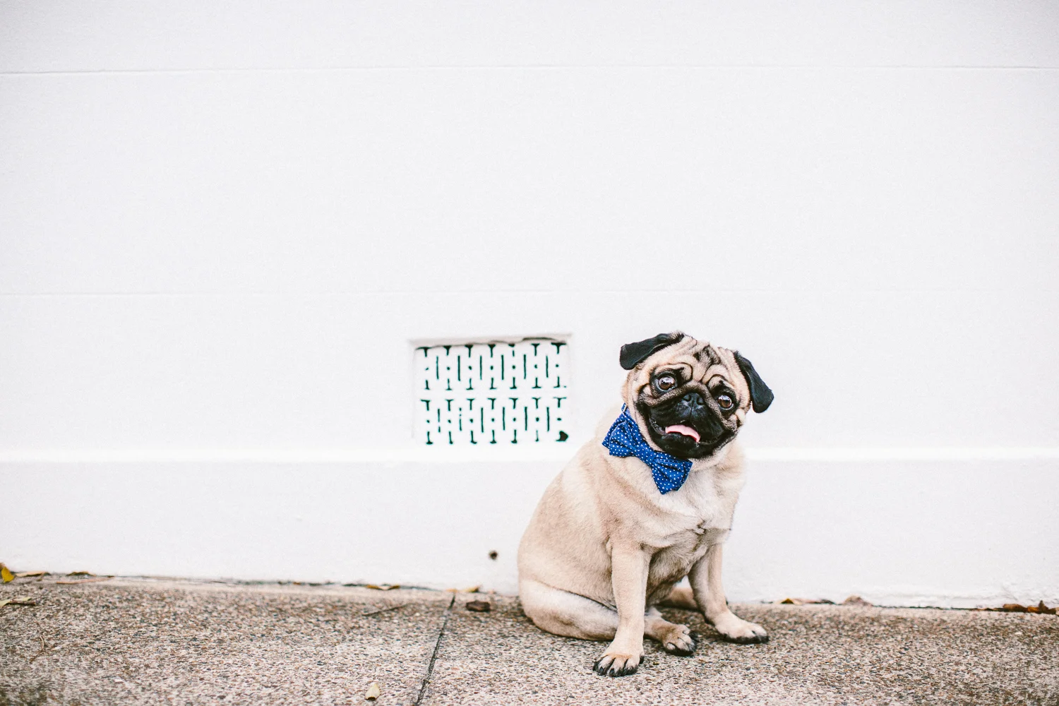 oh-jaffa-pug-bow-ties-dog-collars-design