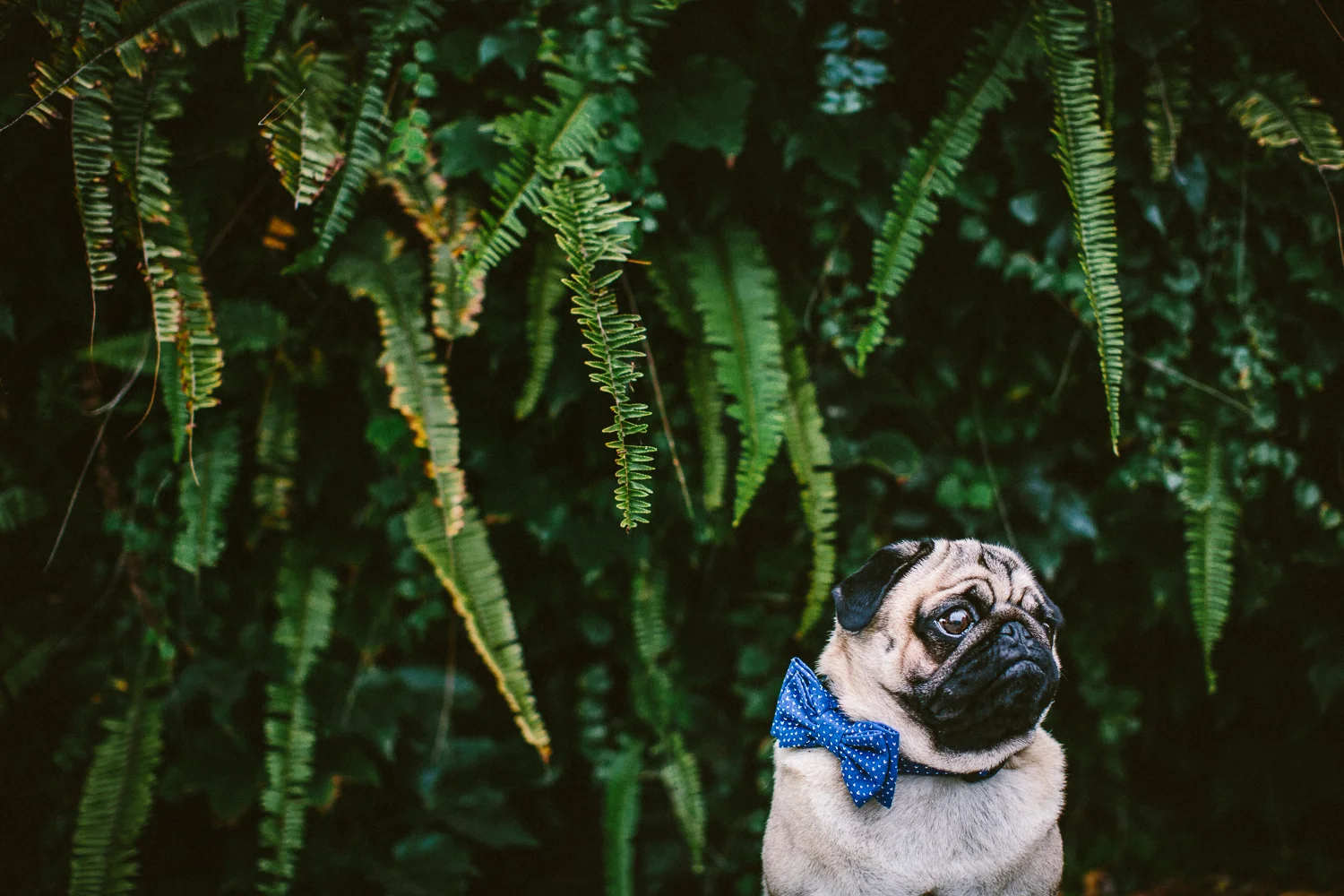 oh-jaffa-pug-bow-ties-dog-collars-design