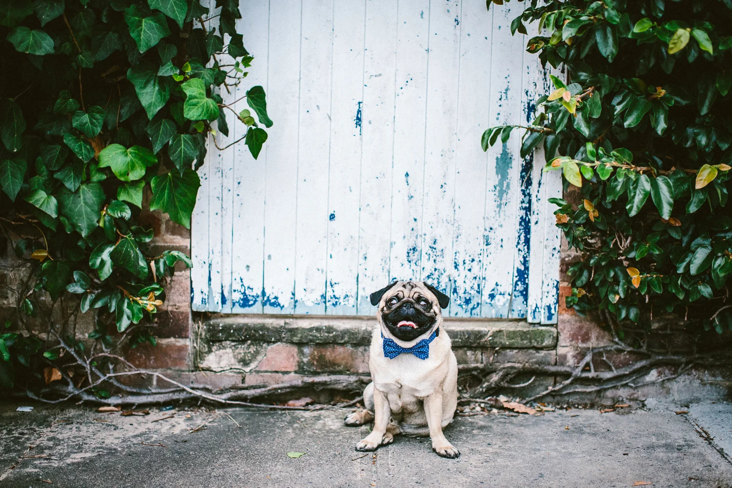 oh-jaffa-pug-bow-ties-dog-collars-design