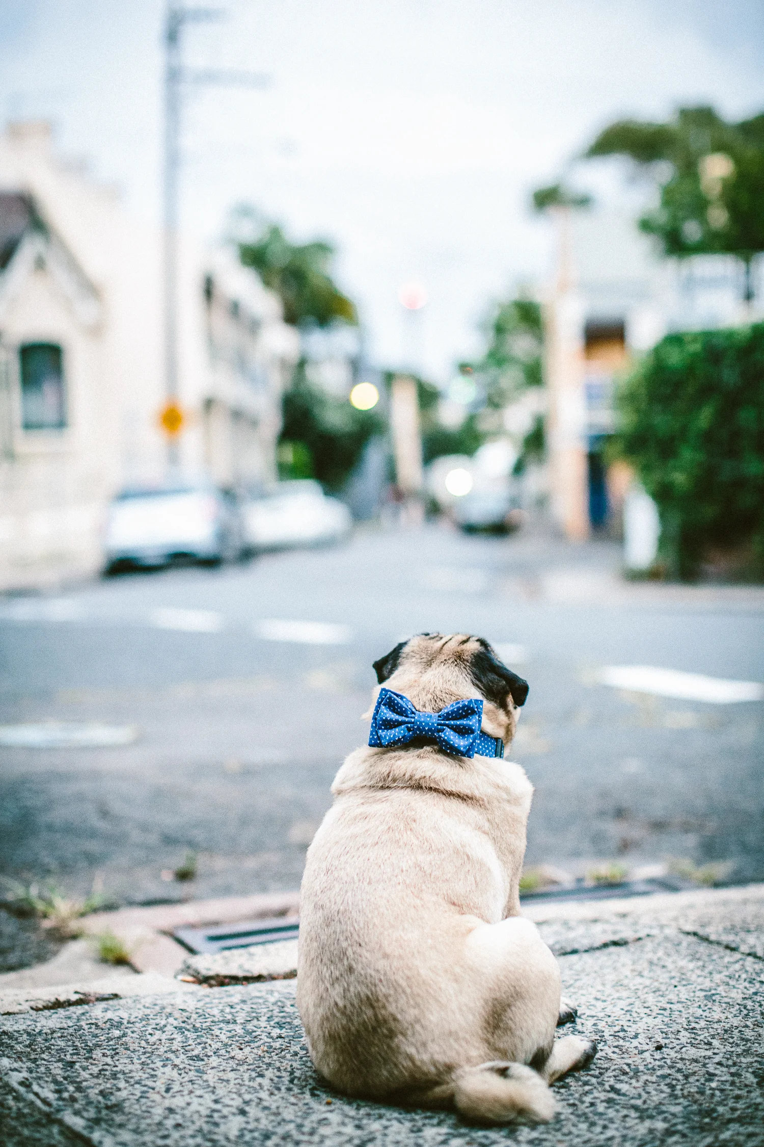 oh-jaffa-pug-bow-ties-dog-collars-design
