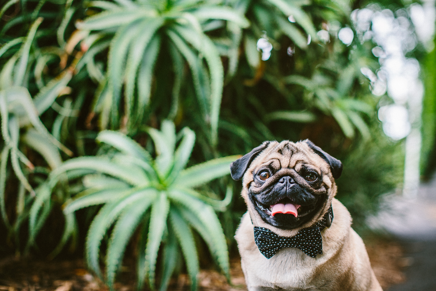 oh-jaffa-pug-bow-ties-dog-collars-design