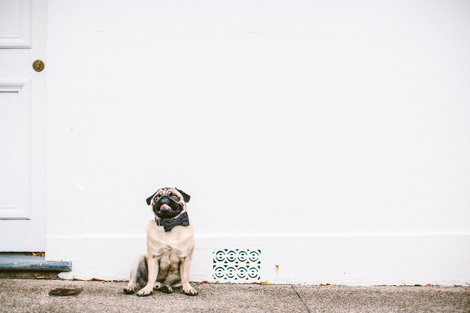 oh-jaffa-pug-bow-ties-dog-collars-design