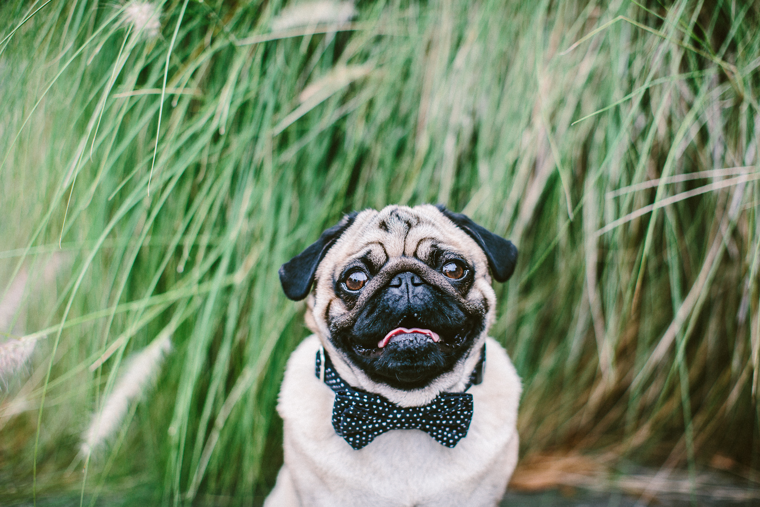 oh-jaffa-pug-bow-ties-dog-collars-design