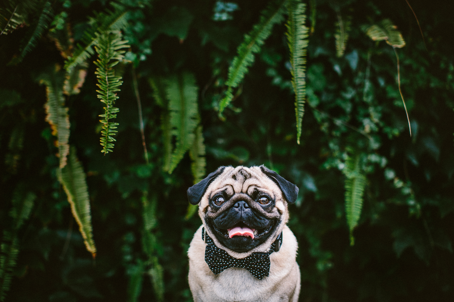 oh-jaffa-pug-bow-ties-dog-collars-design