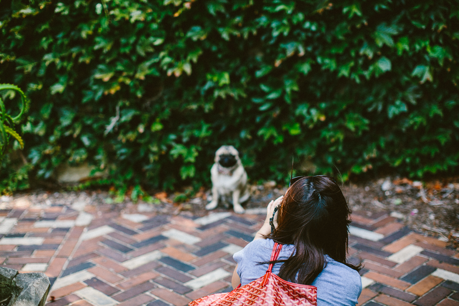 twoguineapigs_pet_photography_ohjaffa_bowties_collar_hang_potts_point_elizabeth_bay