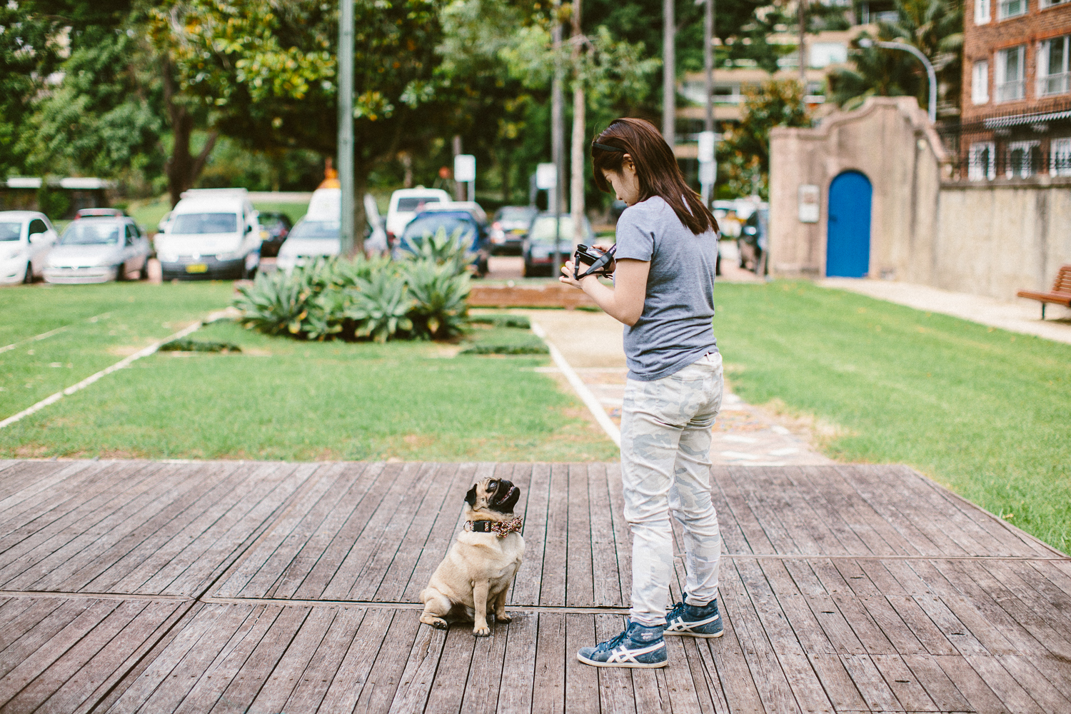 twoguineapigs_pet_photography_ohjaffa_bowties_collar_hang_potts_point_elizabeth_bay