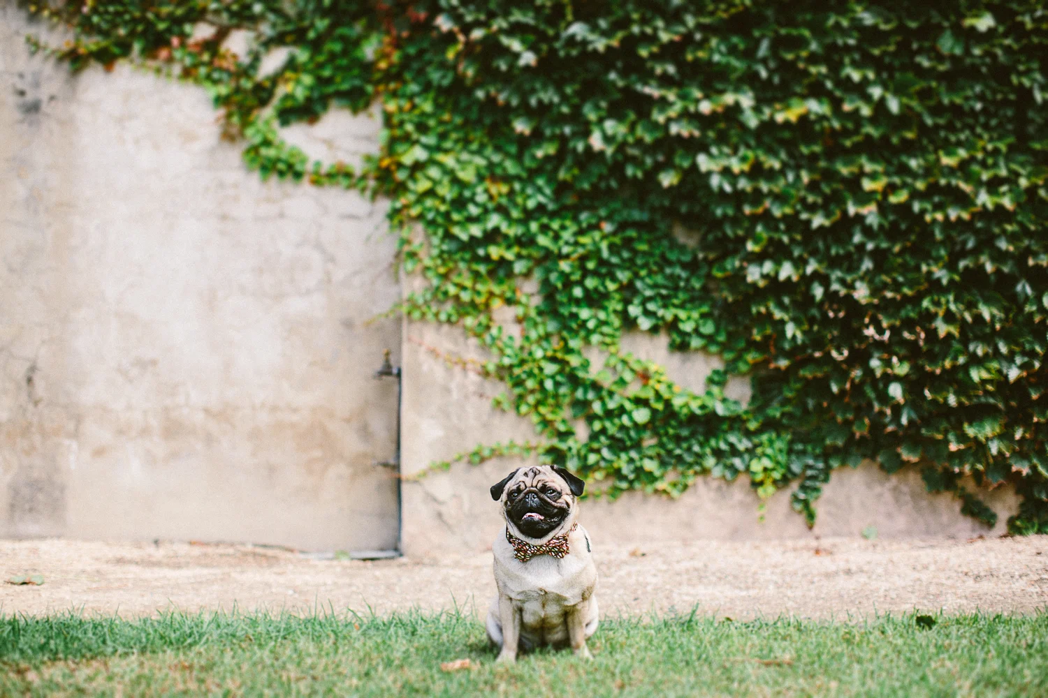twoguineapigs_pet_photography_ohjaffa_bowties_collar_hang_potts_point_elizabeth_bay