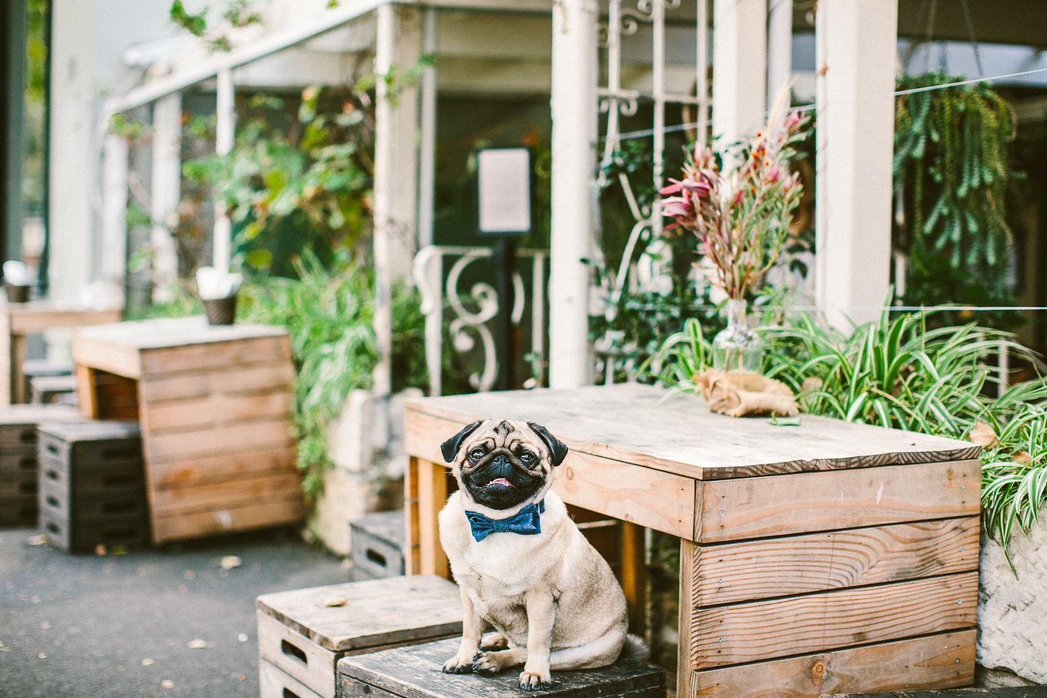 oh-jaffa-pug-bow-ties-dog-collars-design