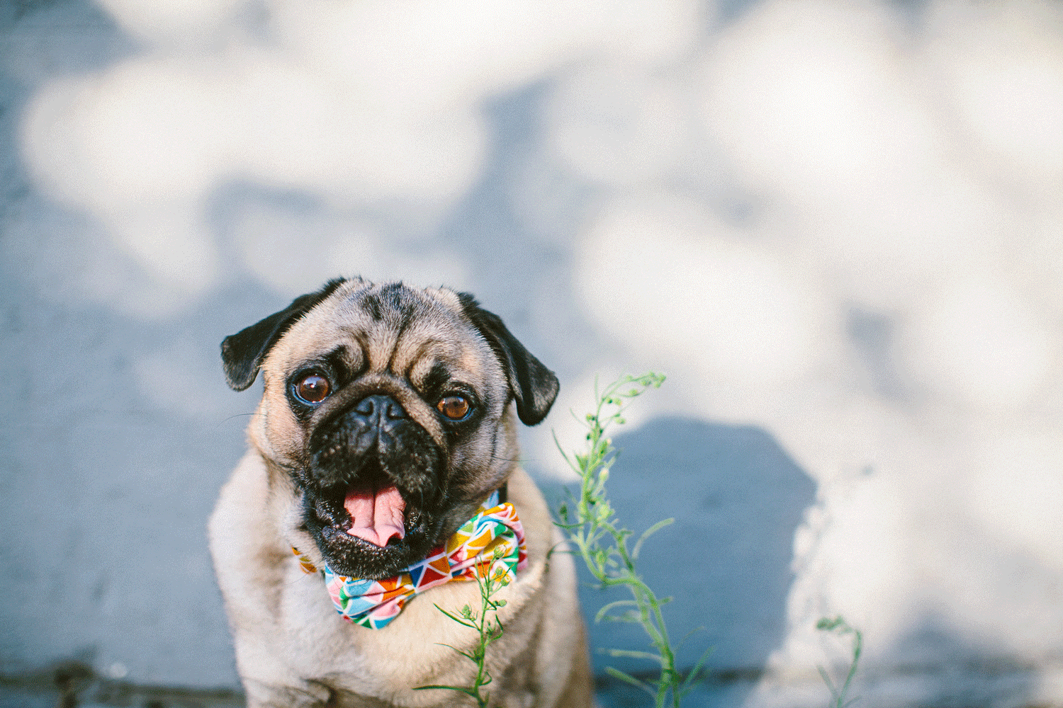 twoguineapigs_pet_photography_ohjaffa_bowtie_2016-3.gif