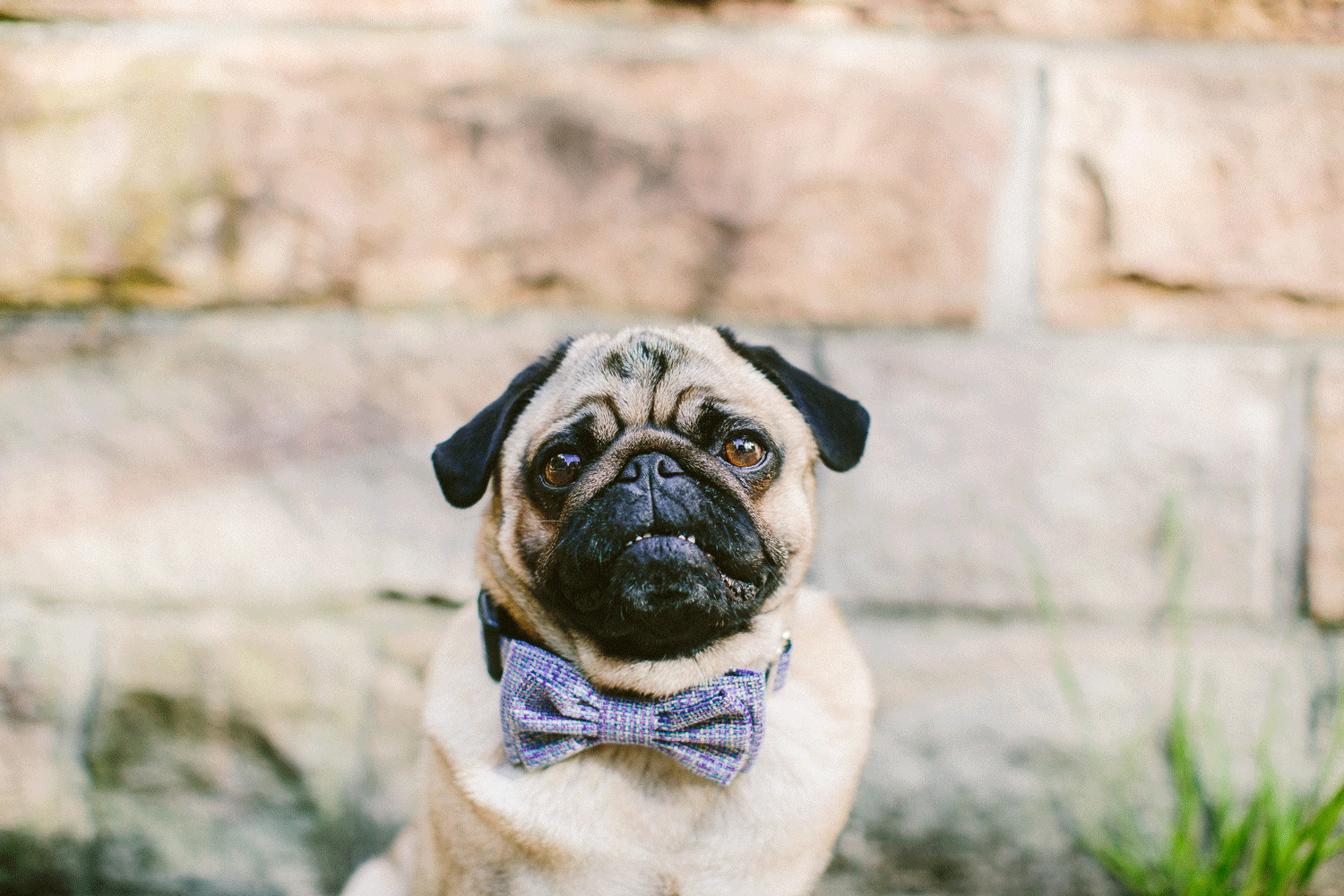 oh-jaffa-pug-bow-ties-dog-collars-design