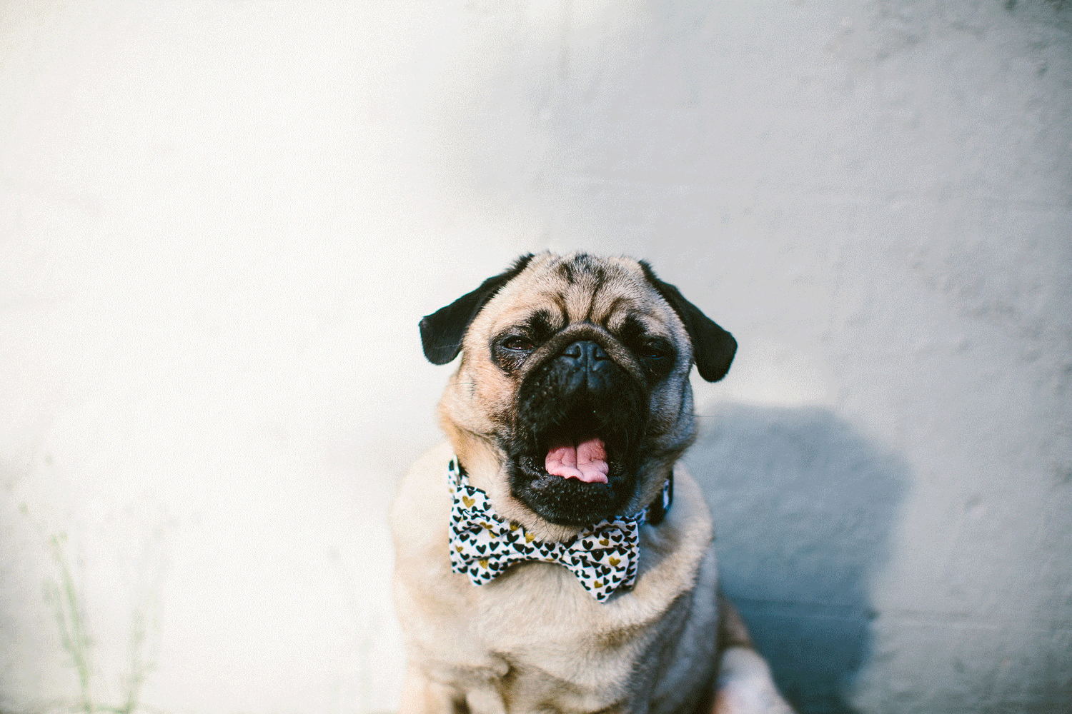 twoguineapigs_pet_photography_ohjaffa_bowtie_2016-2.gif