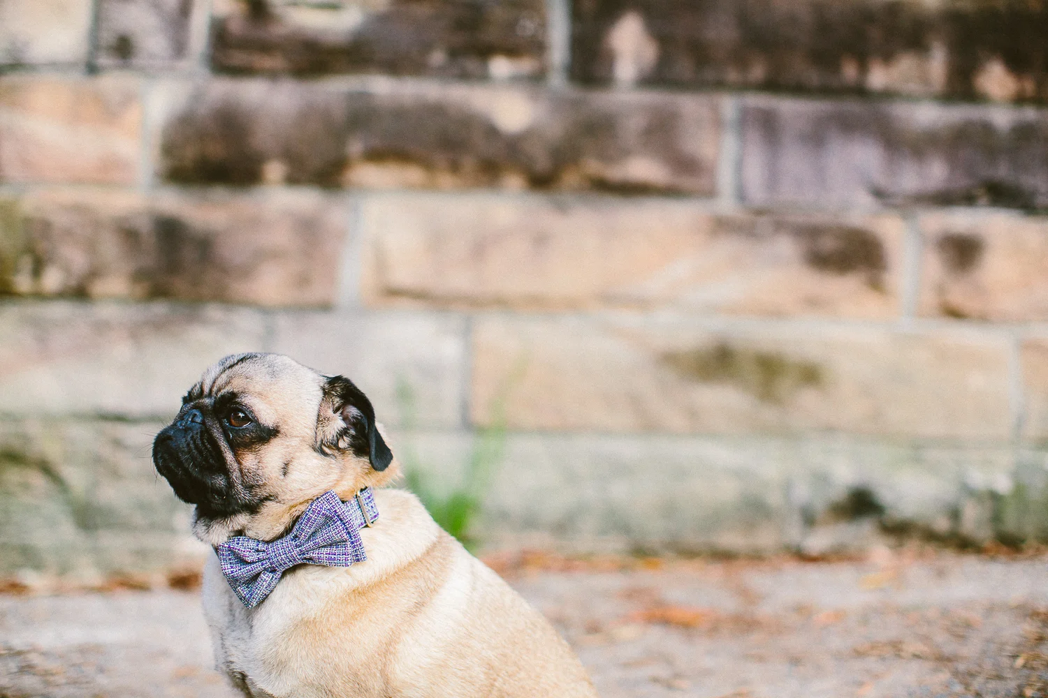 oh-jaffa-pug-bow-ties-dog-collars-design