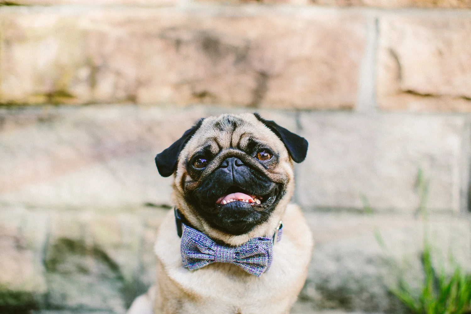 oh-jaffa-pug-bow-ties-dog-collars-design