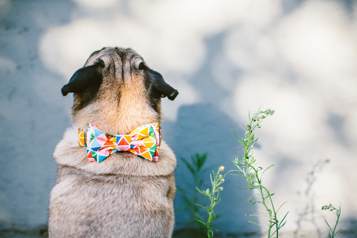 oh jaffa - rainbow diamond